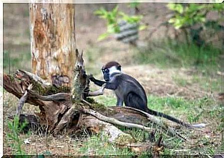 Specimen of a black-headed cercocebo looking for food on a branch.