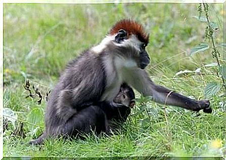 Female of Cercocebo looking for food with her cub.