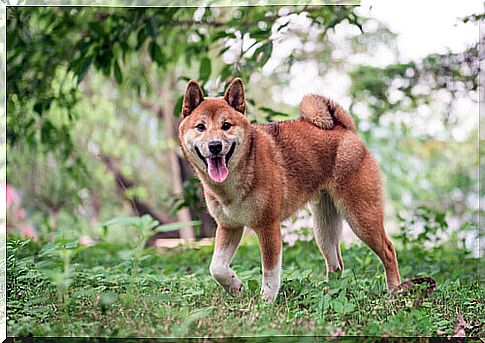 Shiba inu walking in the green.