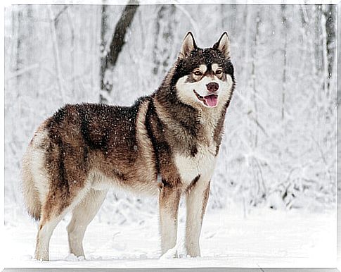 Siberian husky under the snow, one of the dogs that tolerate the cold best.