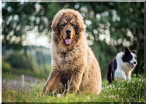 Tibetan mastiff in a meadow.