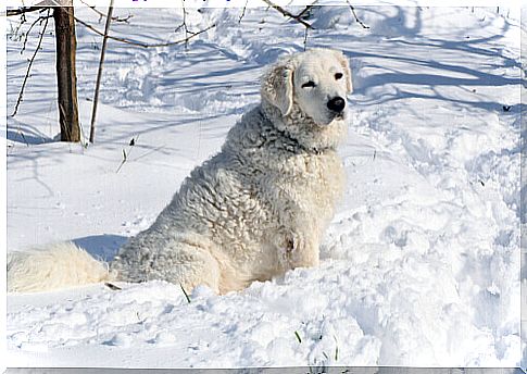 Kuvasz in the snow, among the dogs that tolerate the cold best.