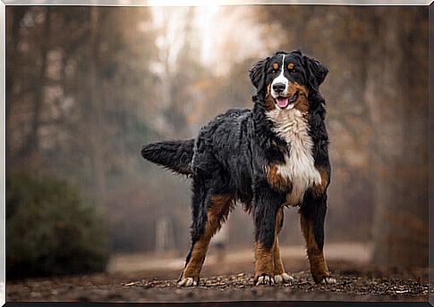 Bernese mountain dog in a wood.