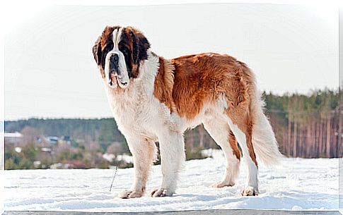 St. Bernard on the snow in the mountains.