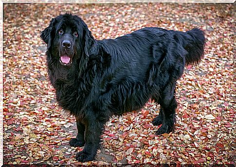 Specimen of Newfoundland, among the dogs that tolerate the cold best.