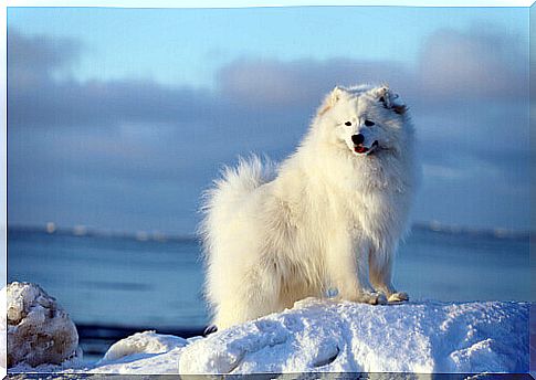 Samoyedo on a frozen beach.