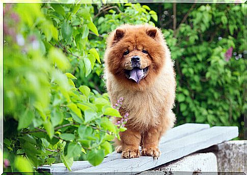 Chow chow in the garden.