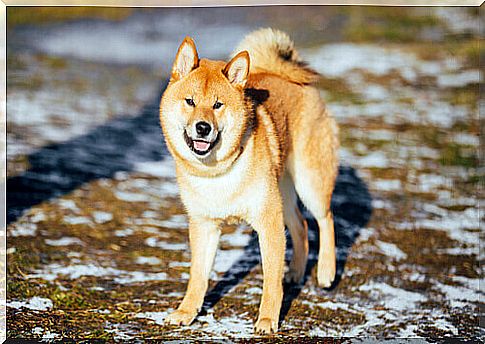 Akita inu, Japanese dog.