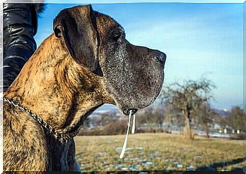 Drooling dog