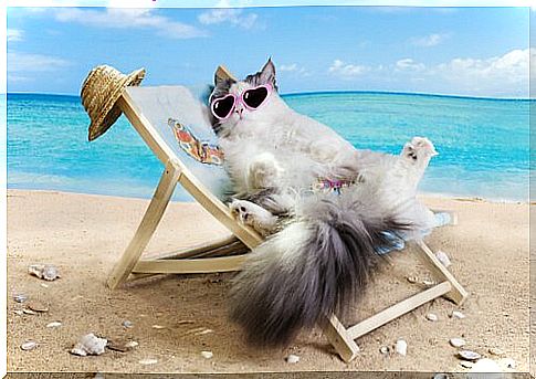 Cat at the beach