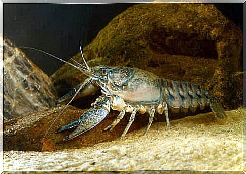 Taxonomy of the freshwater shrimp 