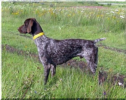 The German Shorthaired Pointing Dog