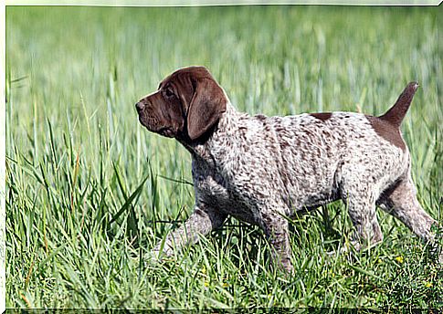 German shorthaired pointing dog puppy