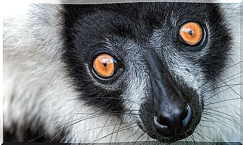 The giant lemur of Madagascar