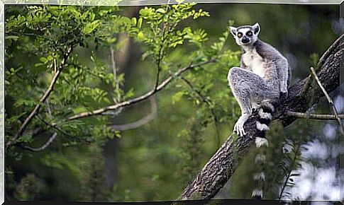 The giant lemur