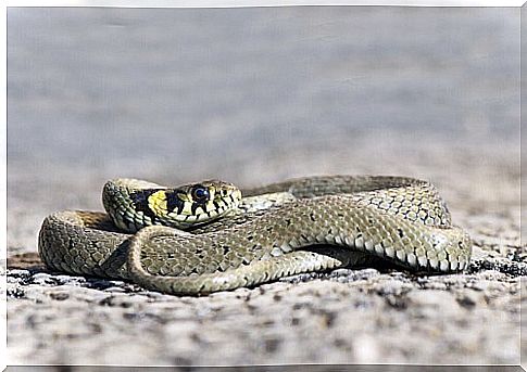 The grass snake: a nice reptile between water and land