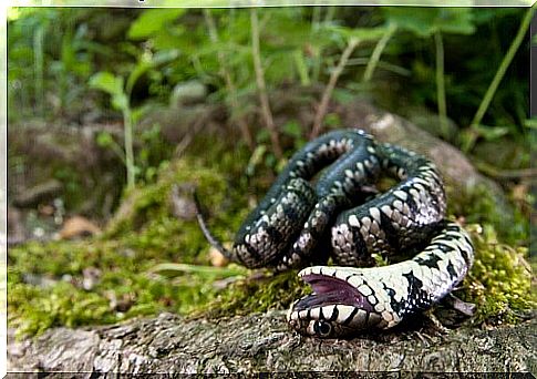 Snake upside down in a wood.