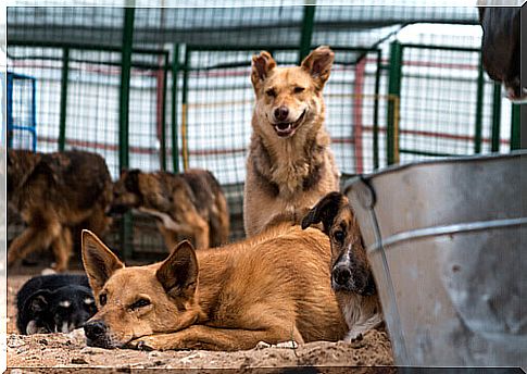 The guardian angel of abandoned dogs