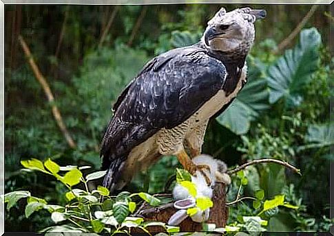 The harpy eagle: habitat and characteristics of a majestic animal