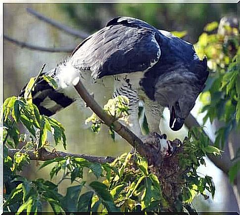 large bird perched on a branch