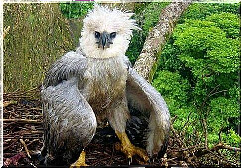 harpy eagle chick