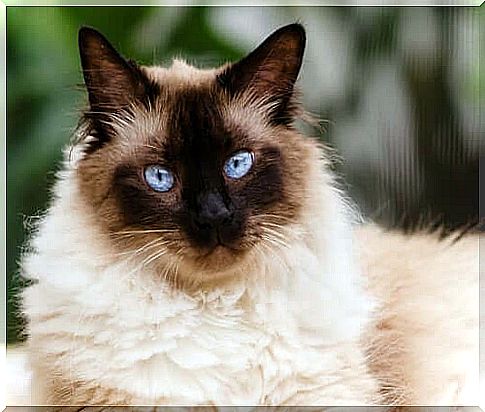 The Himalayan cat: between the Persian and the Siamese