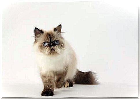 the Himalayan cat