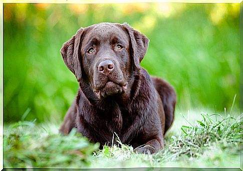 labrador-retriever-3