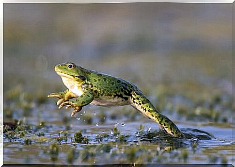 Toad jumps in the mud