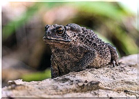 Toad rests on a rock