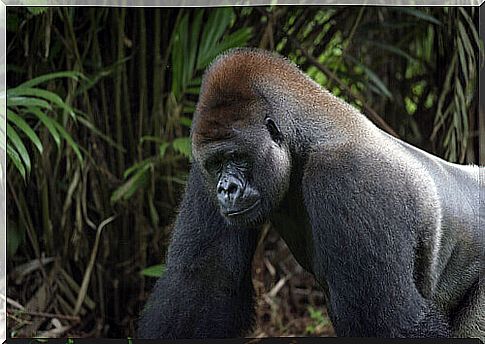 Gorilla