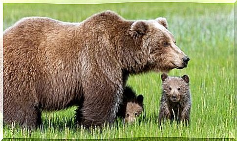 Marsican brown bear