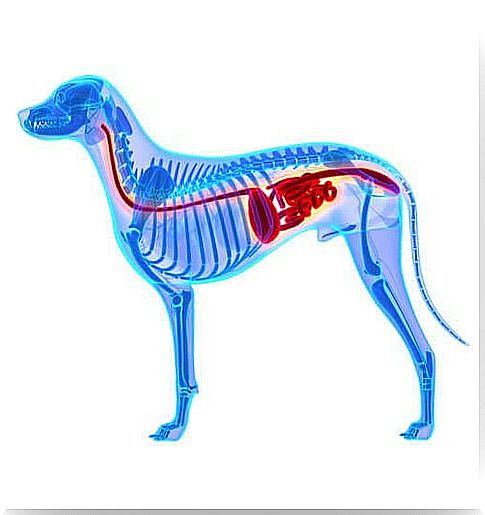 3D illustration of the digestive system of the dog