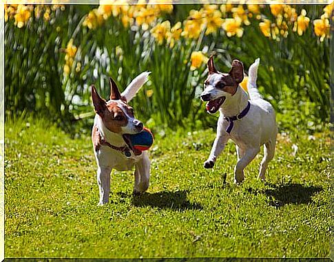 Little dogs run with a ball in a meadow