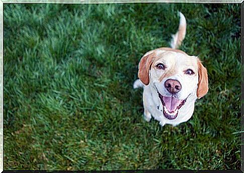 Dog in the garden