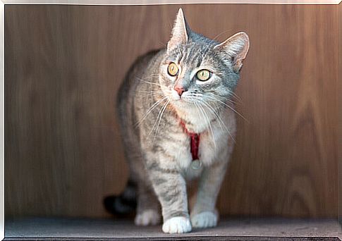 The risks of pesticide collars for cats