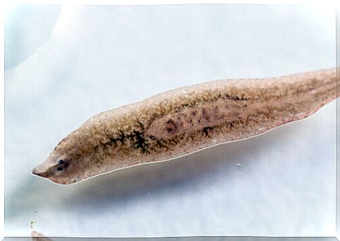 Planaria vista al microscopio.