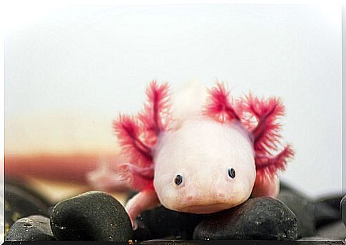 Axolotl messicano: informazioni