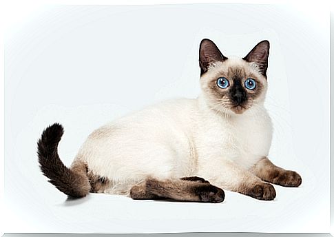 siamese-cat-2