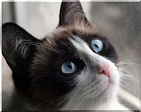 Siamese cat