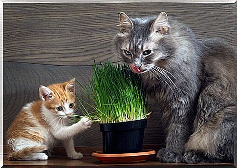 Cats that eat grass