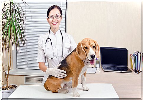 The steps to take before having your pet undergo surgery