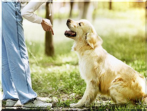 The "stop" order in canine training