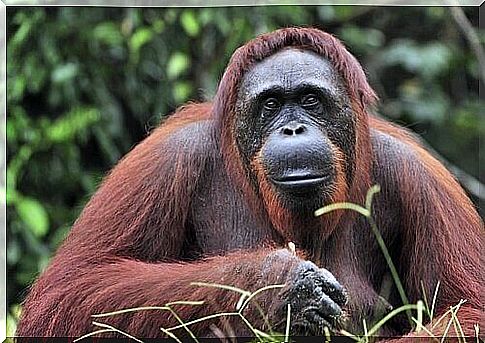 The survival of the Bornean orangutan is at risk