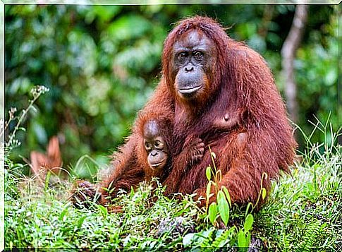 Orangutan survival