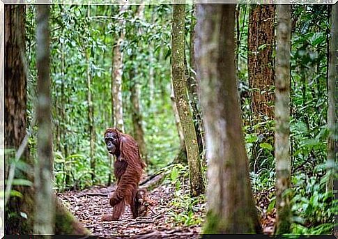 Because the survival of the Bornean orangutan is at risk