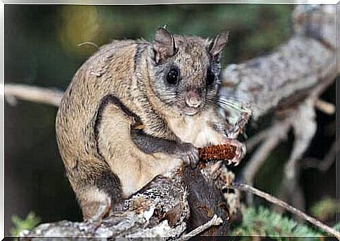 Thousands of flying squirrels victims of illegal trafficking in Florida