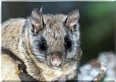 Close-up of a squirrel.