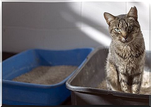 Tips to avoid the bad smell of the litter box