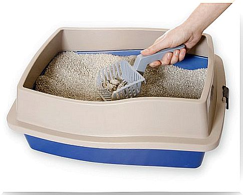 a scoop to remove droppings from the litter box